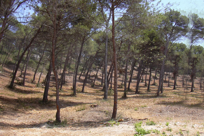 Résultat de recherche d'images pour "foret de pin "