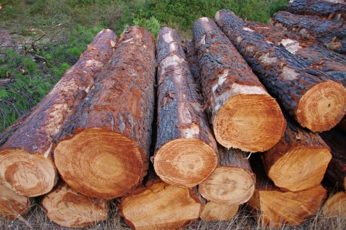 Valorisation des billons utilisables en bois d’œuvre sur une coupe forestière pour la production de biomasse